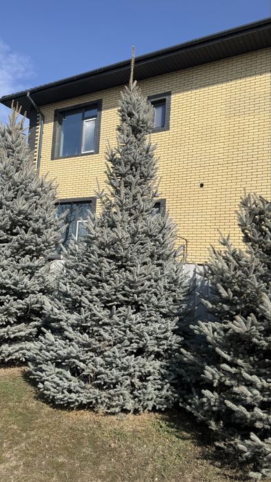 Голубые ели, сибирская ель 4-8м