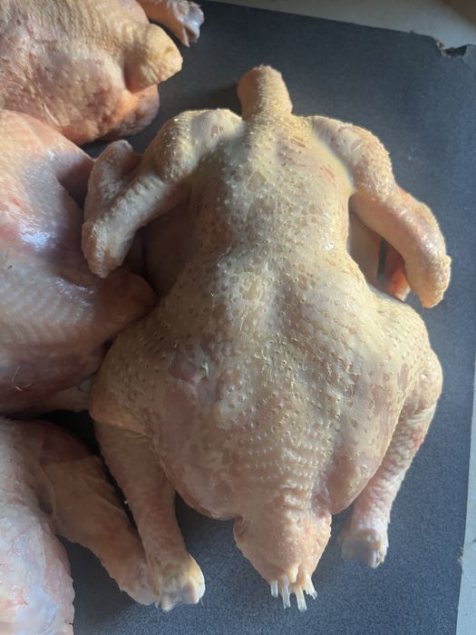 Домашняя бройлерная курица