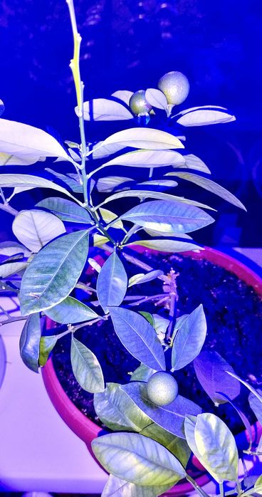 Продам каламондин