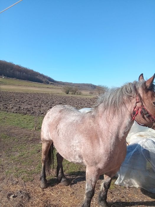 Vând iapă de 6 ani