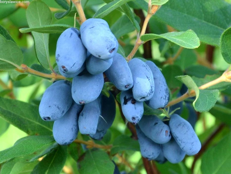 Камчатка ягода в саксия