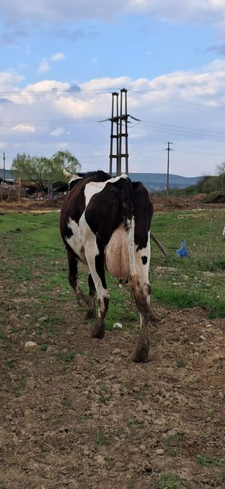 Vacă gestanta in 7 luni