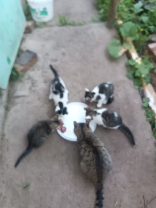 Котята в добрые руки)!