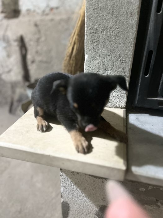 пинчер/чихуахуа