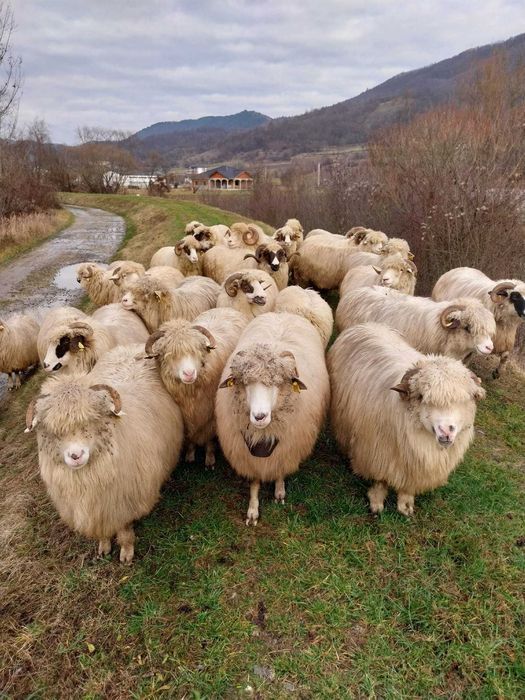 Vand sau schimb pe juninci baltate!