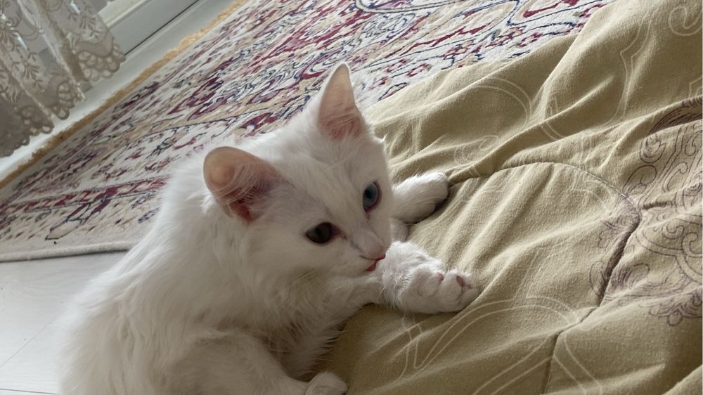 Турецкая ангора девочка