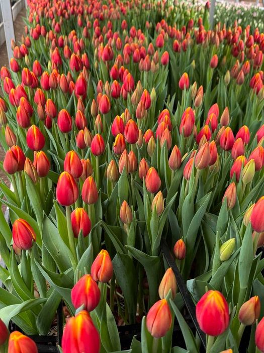 Тюльпаны оптом. Тюльпаны Алматы. Тюльпаны