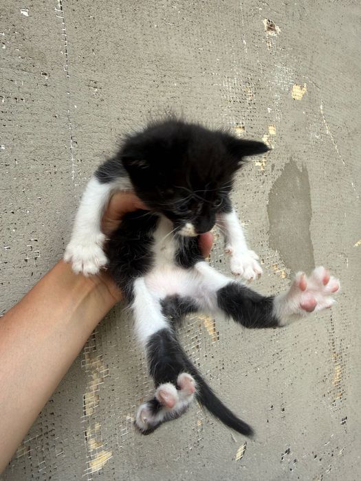 Отдам в добрые руки котят