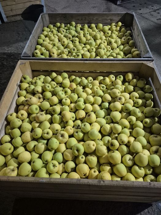 Mere golden mere golden