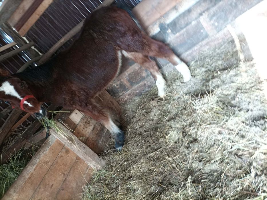 Vand Manz 6 pe 7 luni