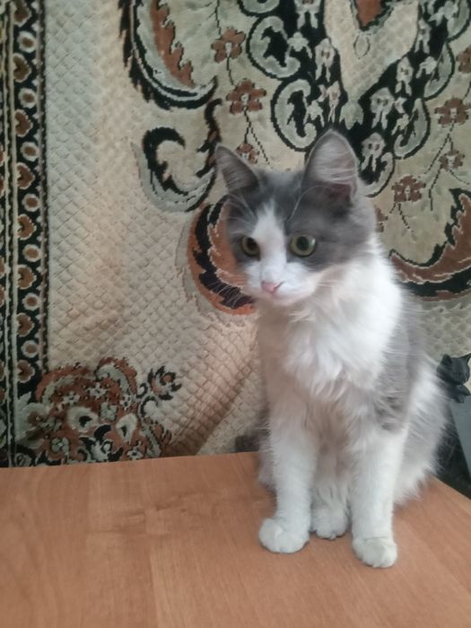Домашняя кошечка