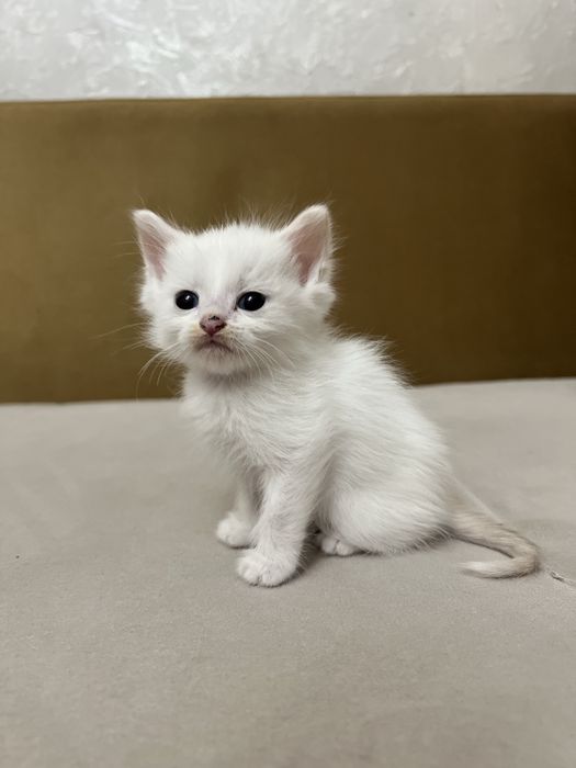 котята по 1000 тнг