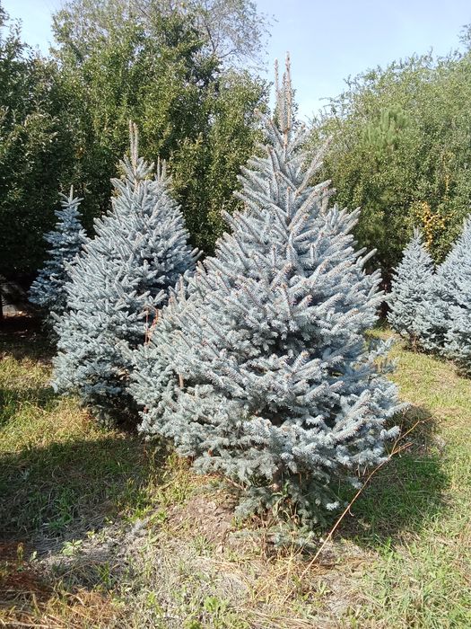 Голубые ёлки крупномеры