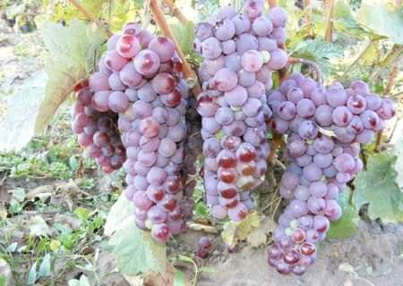 Butasi de vită de vie de anul 2 și de anul 3