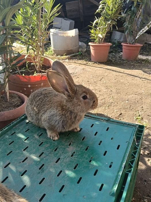 Iepuri Uriași German