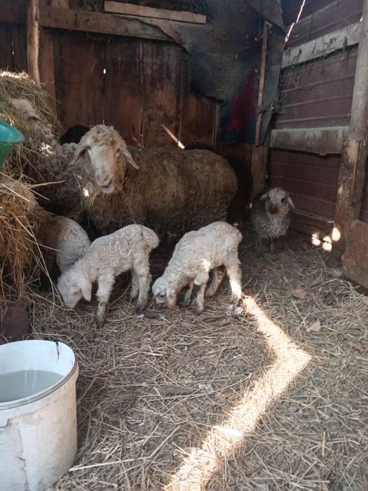 Продам баран с ягненком