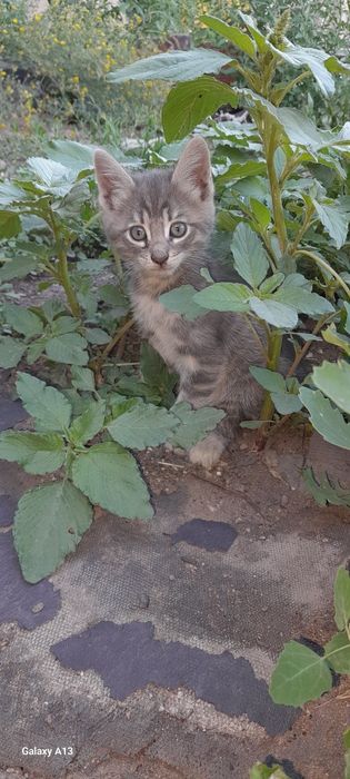 Отдам котят в хорошие руки