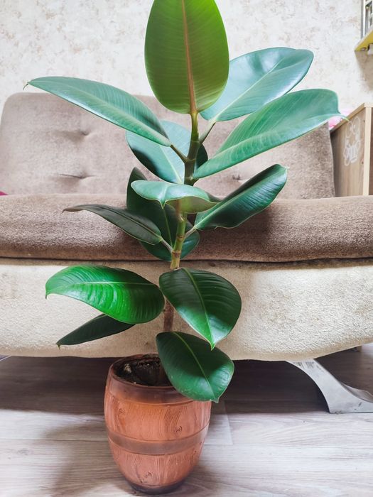 Фикус широколиственных