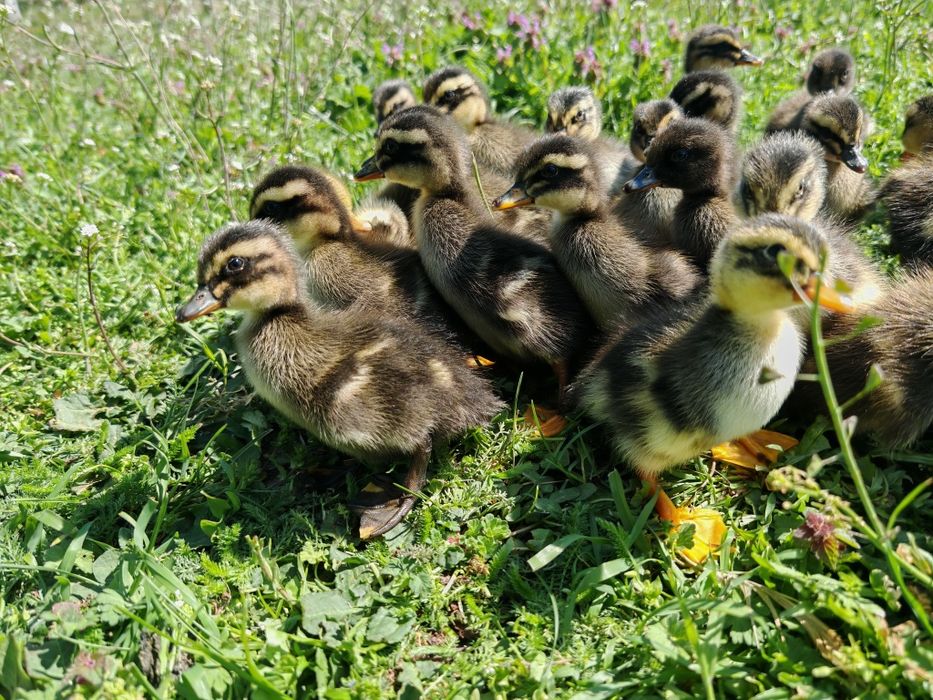 27 puișori de rață măcănitoare/românească