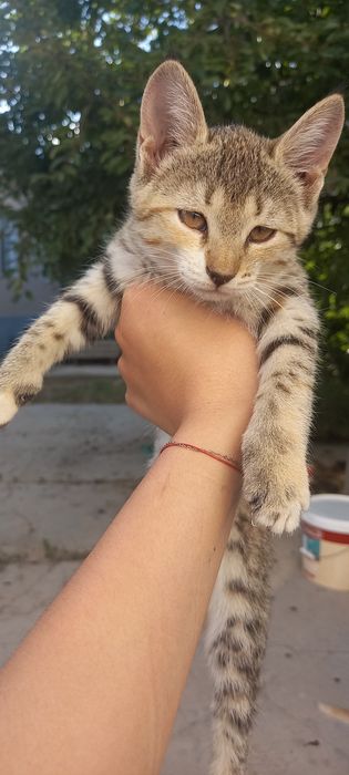 Котята бесплатные