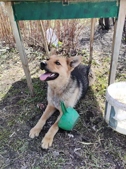 Отдам собачку девочку