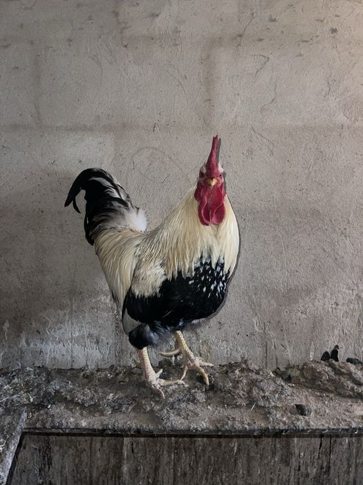 Продам Петуха. Не дорого