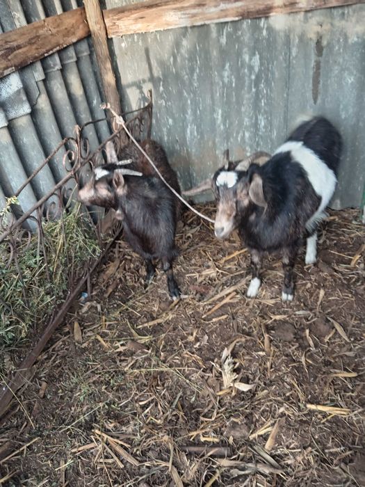 Vând /schimb cu oaie