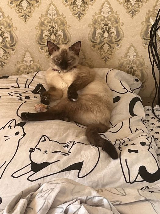 Ищу хозяев коту и кошечке