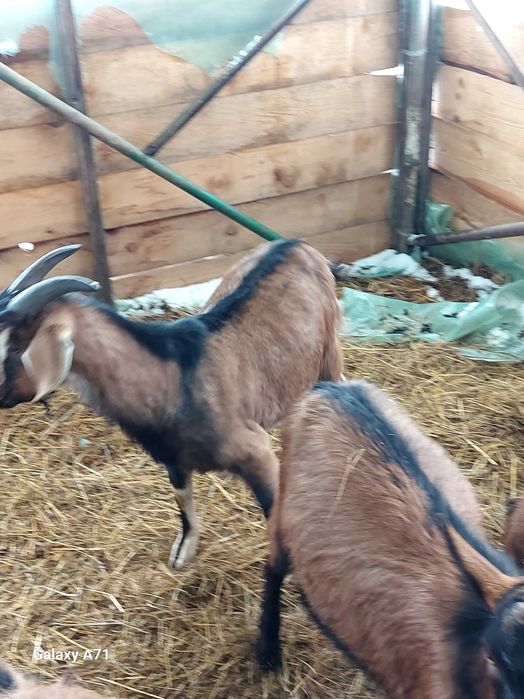 Alpine Franceze capre de rasa