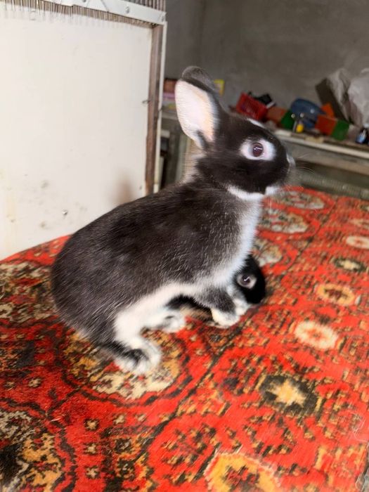 Karlik Belliy Ogniyonniy