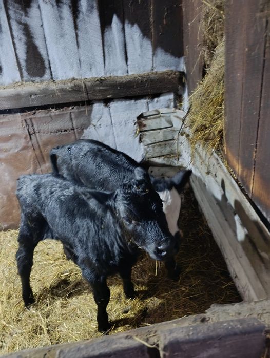 Продам тёлочек .