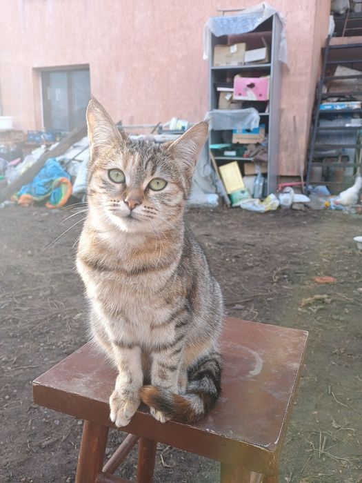 Подарявам женско коте