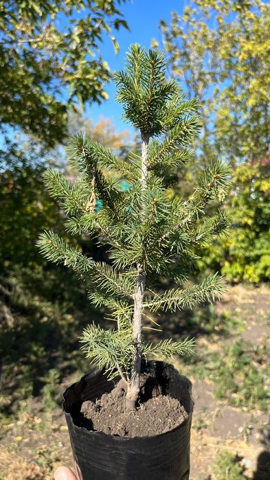 Ель Сибирская(Зеленая)