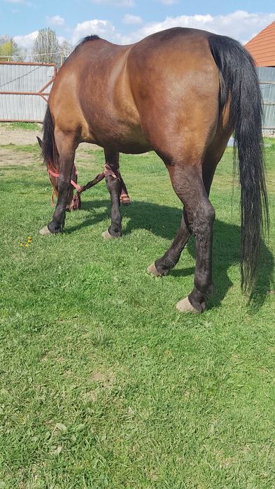 Vând iapă de 6 ani foarte cuminte