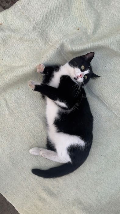 Кот Феликс уволен с работы.