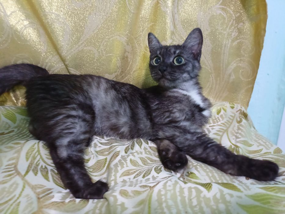 Котёнок-кошечка Серафима