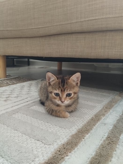 Таби британски котенца и тъмен шоколад