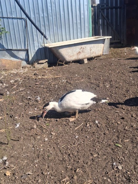 Домашние утки на мясо и развод