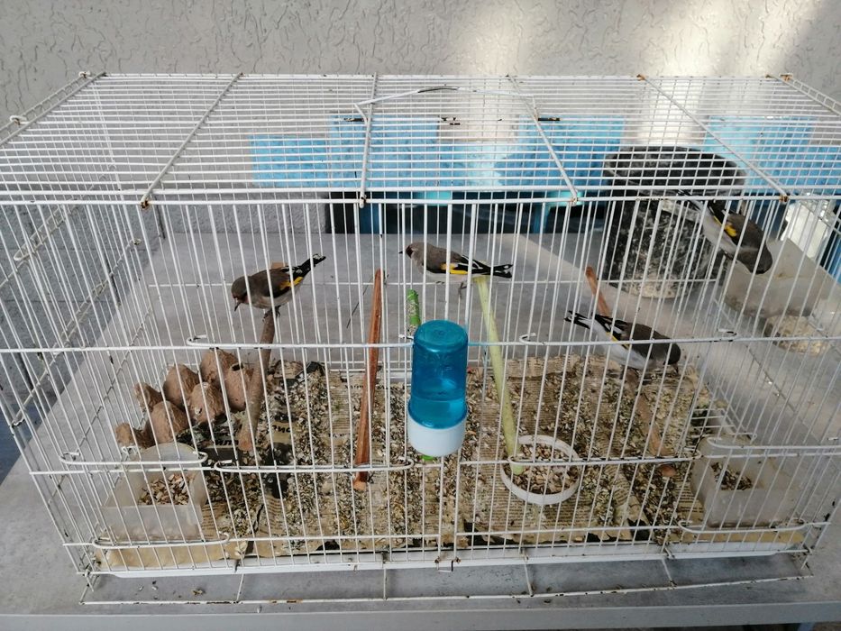 щеглы пепельные светлые