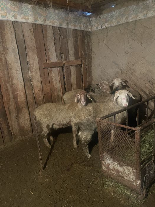 Токты бараны кой