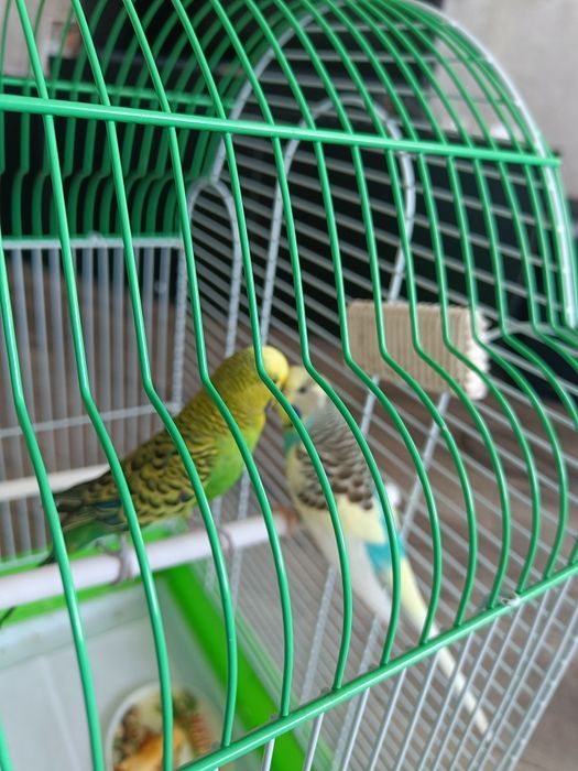 Продам волнистых попугаев