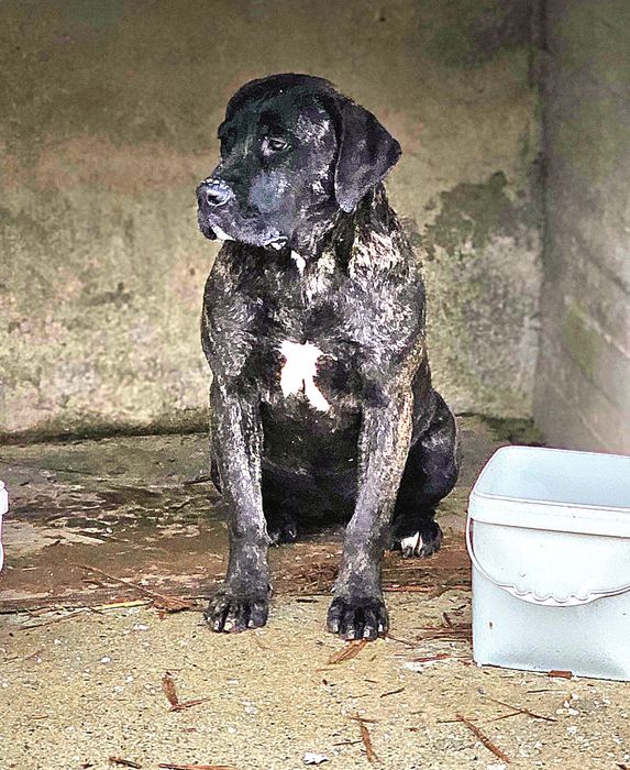 Куче Dogo Canario