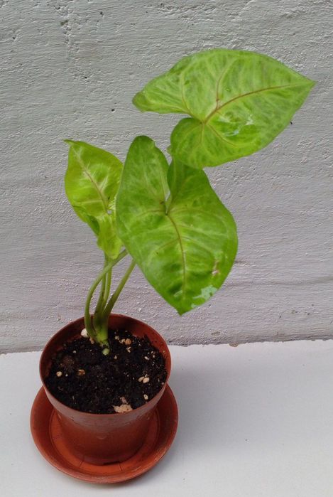 Сингониум Голден Аллюжен. Цветы для дома и офиса.