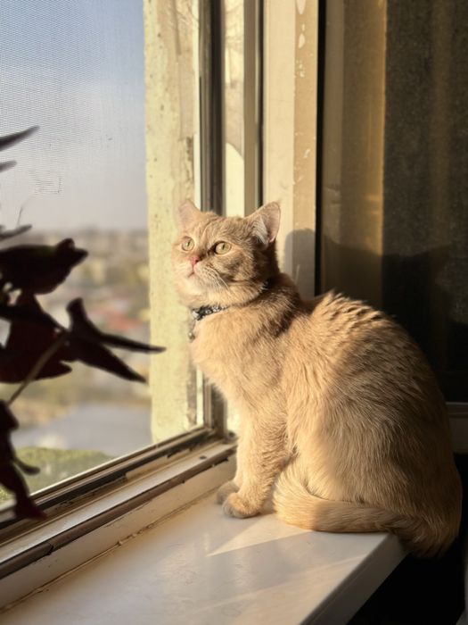 Вязкага шиншилла тоза зотли Маркиз