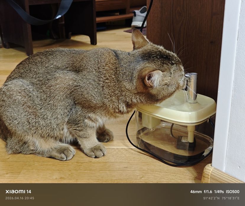 поилка для кота, новая