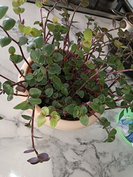 Цветочки от 700 т.