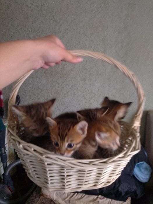 Бенгальские котята