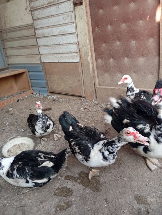 Мускусные утки ( индоутки).