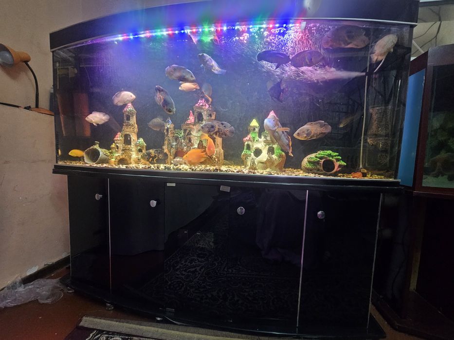 Srochniy Akvarum sotiladi