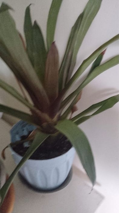 Домашние цветы разное